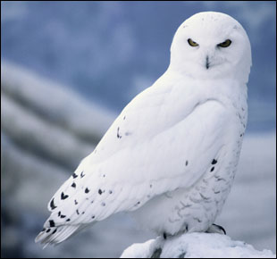 البومة الثلجية Snowy_owl%20(1)