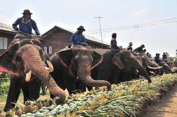 يوم الفيل التايلاندي The Elephant Day. E6