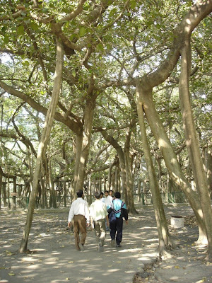 அதிக கிளைகள் உள்ள மரங்கள்.. Great-Banyan-09