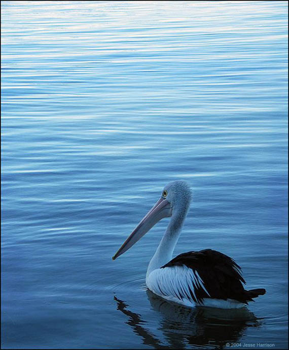 اجمل صور الطيور روعه Bird_photography_13