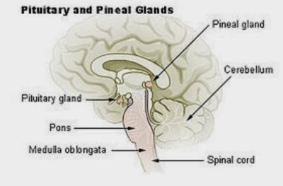 The Pineal Gland and the Age of Aquarius  Pinceal