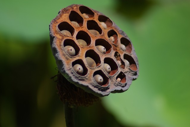 Qu'est-ce que ça peut bien être ? des épingles à cheveux asiatiques ! Lotus%2Bcat%2Bamat%2B10%2Bcat%2Ben%2Bguyane%2Bblog