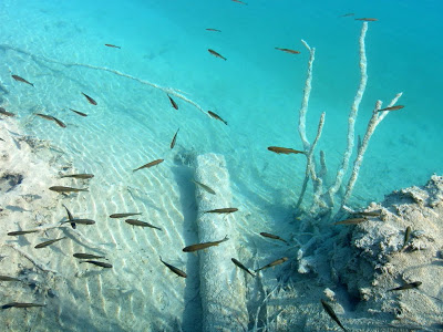 سحر الطبيعة جولة سياحية داخل حديقة بليتفيتش الوطنية في كرواتيا .♥ Fish-in-clear-underwater-world-of-the-Plitvice-Lakes-National-Park-Croatia