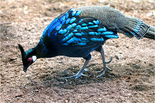 Eperonnier de Palawan Faisan-de-palawan