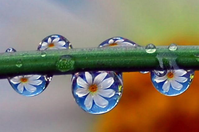 زهرات... بعيون قطرات الندى Flowers-in-Water-Drops-Photos-30