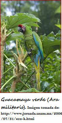 RESERVA DE LA BIOSFERA SIERRA GORDA :v Abio-guacamayeverde