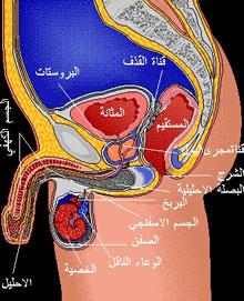 الأعضاء التناسلية للذكر Ma