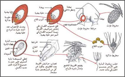 بحث مدرسي حول التكاثر عند النباتات-التكاثر عند النباتات 5