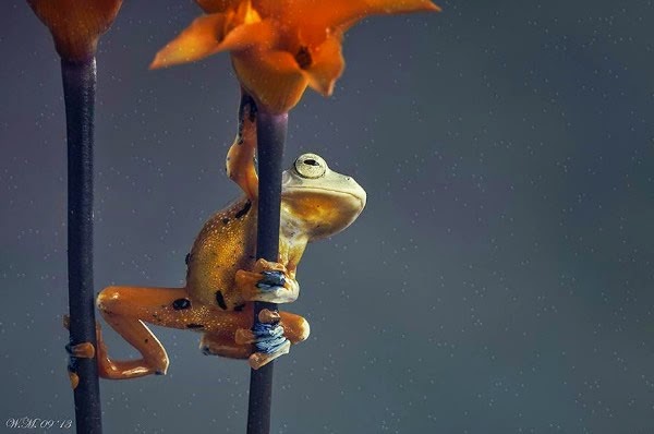  عالم الضفادع الملونة غاية في الروعة بعدسة مصورة هولندية Incredible Photographs of Colored Frogs by Dutch photographer Colored-frogs-02