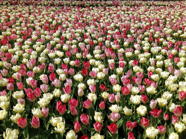 Ảnh đẹp cuộc sống: Bộ hình nền đẹp về cánh đồng hoa Tulip 3