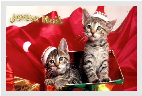 Pige de carte de Noël 2012 Chat