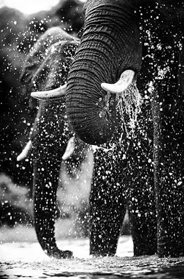 Πόσο νερό μπορεί να πιει ένας ελέφαντας(;) Elephants_drinking_water
