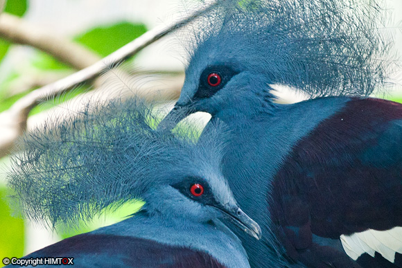 شاهد معي الحمامة المتوجة كما في قصص ألف ليلة وليلة Crowned_Pigeon04