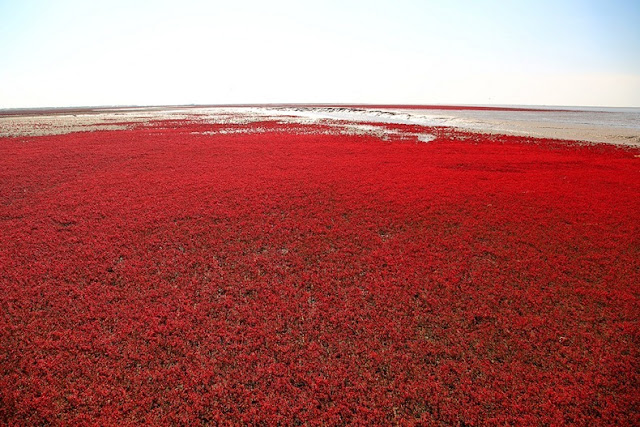 Red Beach in Panjin  Panjin-red-beach-62