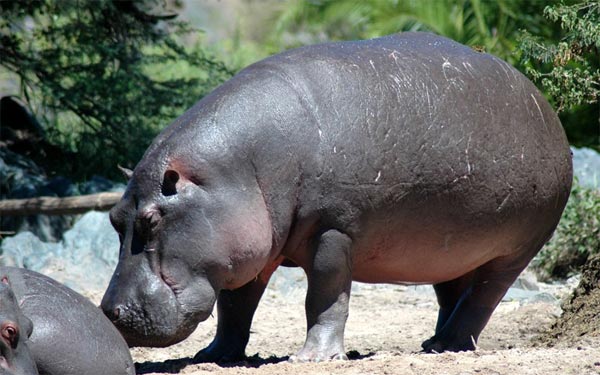 நீர் யானையை நேரில் பார்த்திருக்கிறீர்களா? Hippopotamus_2