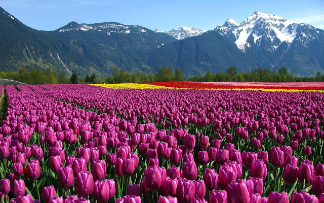 Ảnh đẹp cuộc sống: Bộ hình nền đẹp về cánh đồng hoa Tulip 6