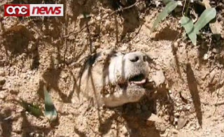 Ditembak 40 Kali Dikepala Lalu Dikubur, Anjing Ini Masih Hidup !! Anjing-ditembak