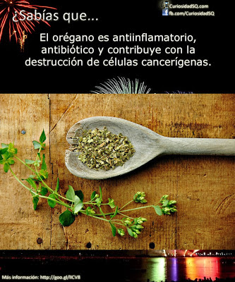 El orégano es antibiótico, antiinflamatorio y anticancerígeno Oregano-anticancerigeno