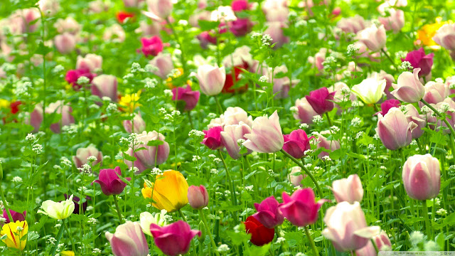 Ảnh đẹp cuộc sống: Bộ hình nền đẹp về cánh đồng hoa Tulip 5