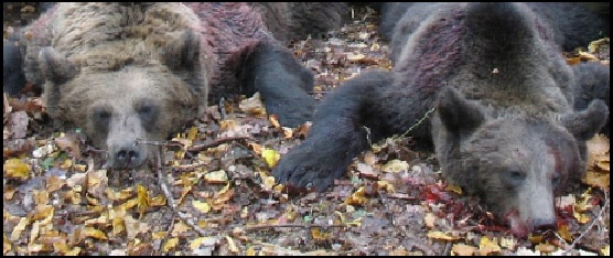 EL OSO PARDO EN ESPAÑA. Oso%2Bcazados