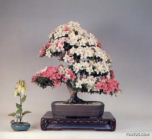           Japanese_bonsai_trees_35