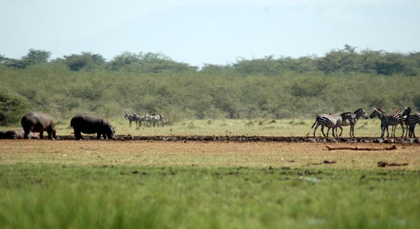 நீர் யானையை நேரில் பார்த்திருக்கிறீர்களா? Hippopotamus_14