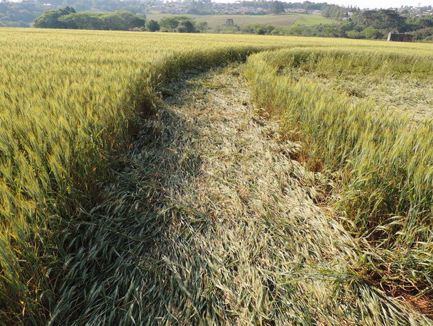 Crop Circle  - Página 4 Brasilcrop4