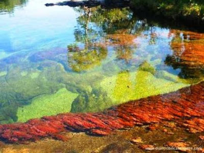 CAÑO CRISTALES,El RIO de los CINCO COLORES. Ajvtljfj-1284943343-bg