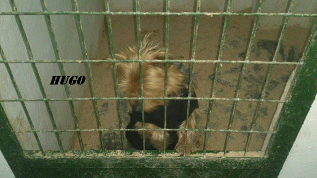 HUGO. Macho de 3 años de tamaño pequeño en Hellin ( Albacete ) (PE) HUGO