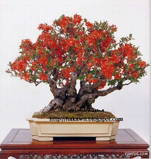           Japanese_bonsai_trees_33