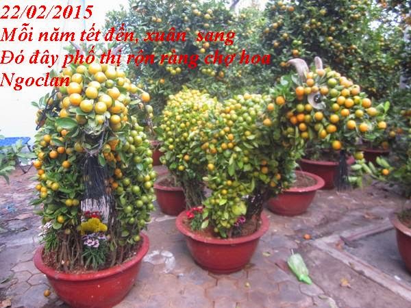 22/02/2015 DƯ ÂM: CHỢ HOA DỊP TẾT  Copy%2Bof%2B2%2B%28Copy%29