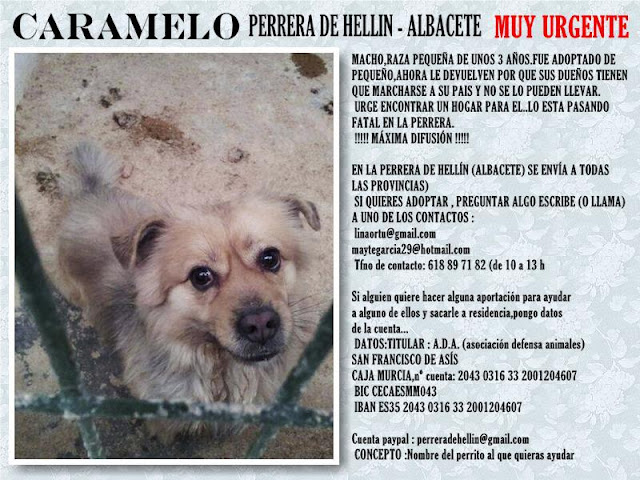 CARAMELO. Macho de 3 años de tamaño pequeño en Hellin ( Albacete )(PE) CARAMELO