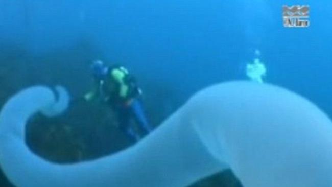 Huge deep-sea glow worm called the 'Unicorn of the Sea' grows to size of two double-decker buses  Worm