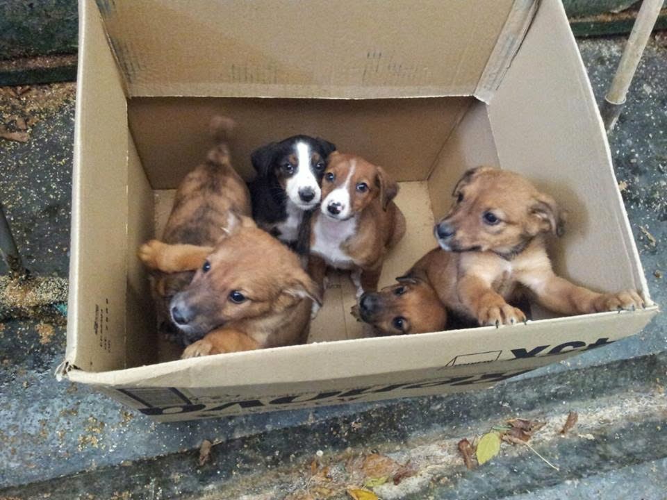 ADOPTADOS!!! Cachorros de tamaño pequeño en la perrera de Hellin (Albacete) PERRICOS