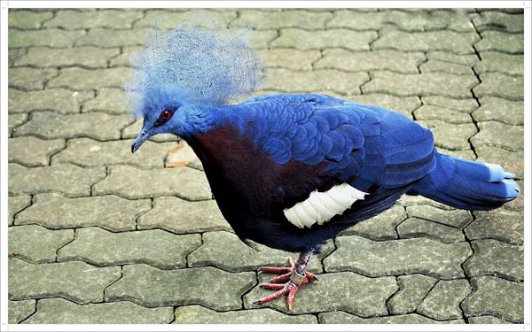 புறா.புறா.. அழகுப் புறா..ஆசைப் புறா..! -  Victoria-Crowned-Pigeon