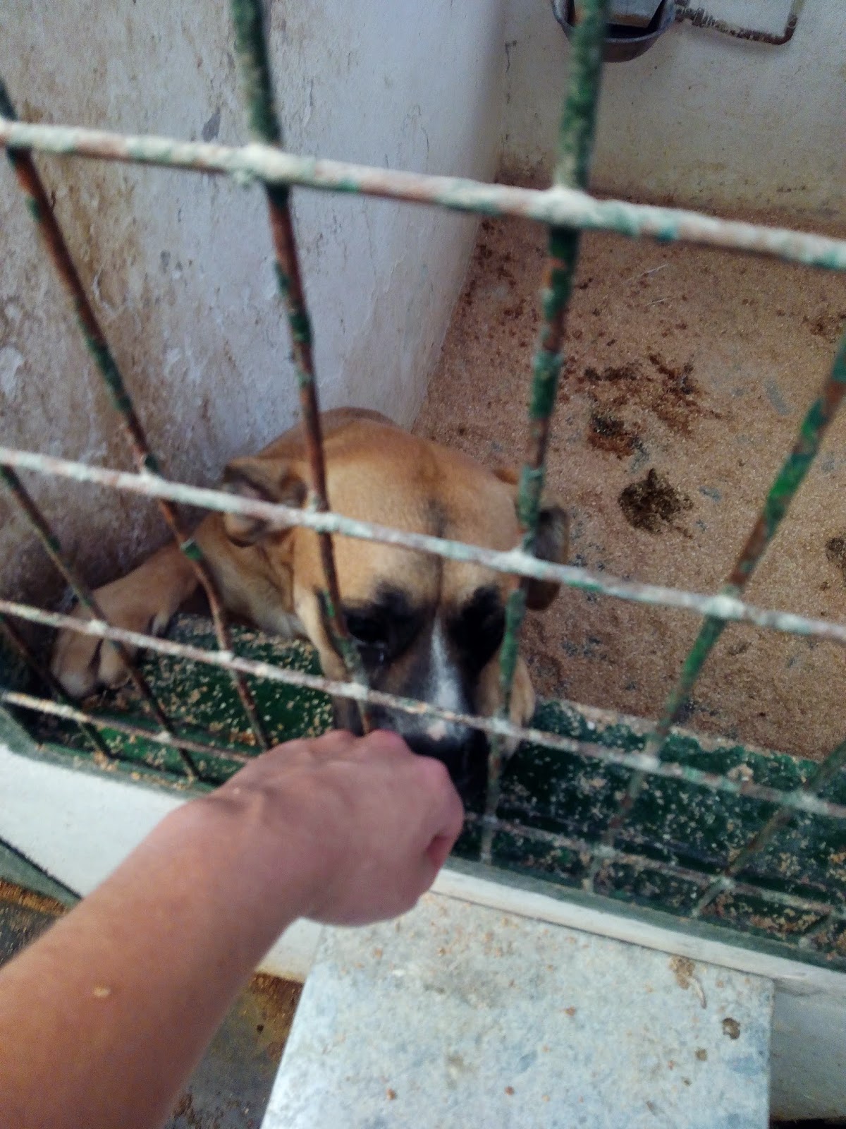 GRETA. Cachorra de tamaño mediano en Hellin ( Albacete )(PE) IMG_20141126_114243