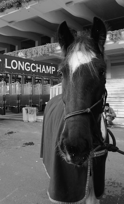 Le Défilé de Paris du Salon du cheval : dim 27/11/2011 Thorgal-longchamp