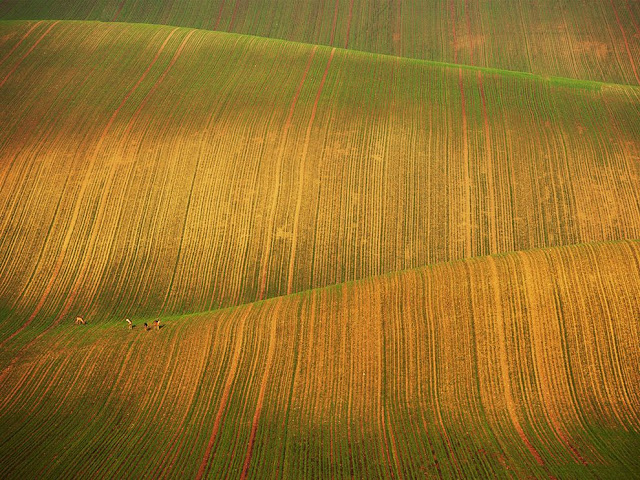  أفضل صور ناشيونال جيوغرافيك  Deer-field-moravia_63703_990x742