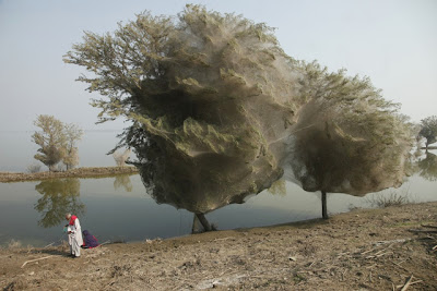  عندما تسكن العناكب الأشجار ..   Spiderwebs-7-in-trees-in-sindh-pakistan