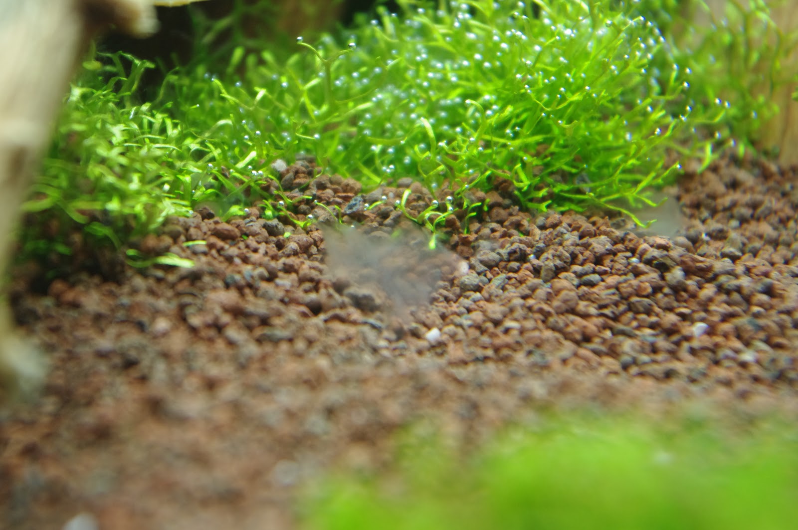 paramètrage de mon eau au lancement de l'aquarium IMGP7191