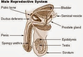 Sistem Reproduksi Manusia Male-reproductive-organ