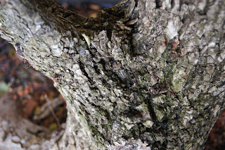 Collected elm update progress of a few trees Bigbark