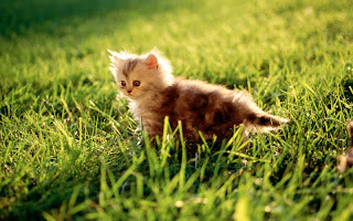 صور قطط جديده ، صور قطط صغيره ، صور قطط منوعه ، صور قطط للتصميم ، قطط ، 2011 ، 2012  Wallcate.com%20%2869%29