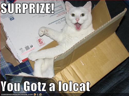 keiira candidature pal ret [en test] Funny-pictures-surprise-your-box-contains-a-lolcat