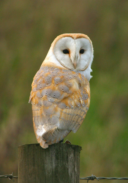 Barn Owls.. Barn%2BOwl_14