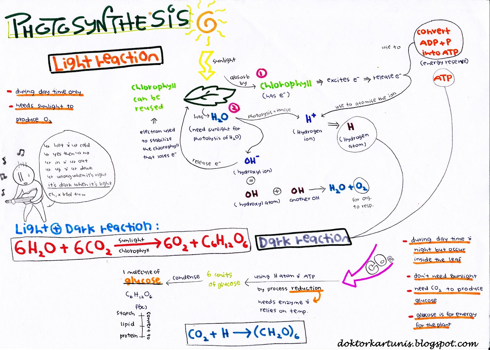 NUTRITION Photosynthesis