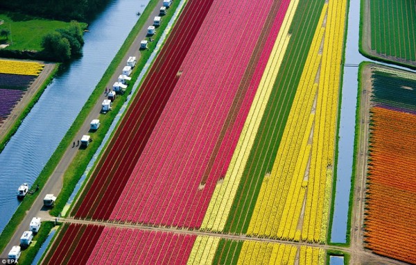 இவைகளை பார்க்கும் போது உங்களுக்கு என்ன தோணுறது Most-Spectacular-Tulip-Fields-of-the-World-02-600x382