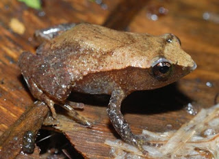 العلماء يكتشفون مئات المخلوقات الجديدة!! Papua-new-guinea-new-species-brown-frog_27183_600x450-580x423