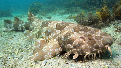 حقائق عن اسماك القرش  199073-wobbegong-shark