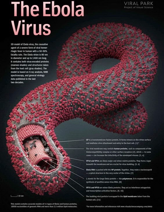 Vuelve el ébola, el virus más mortal del planeta 05-Virus-ebola-3D